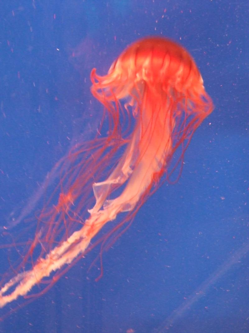 Jellyfish