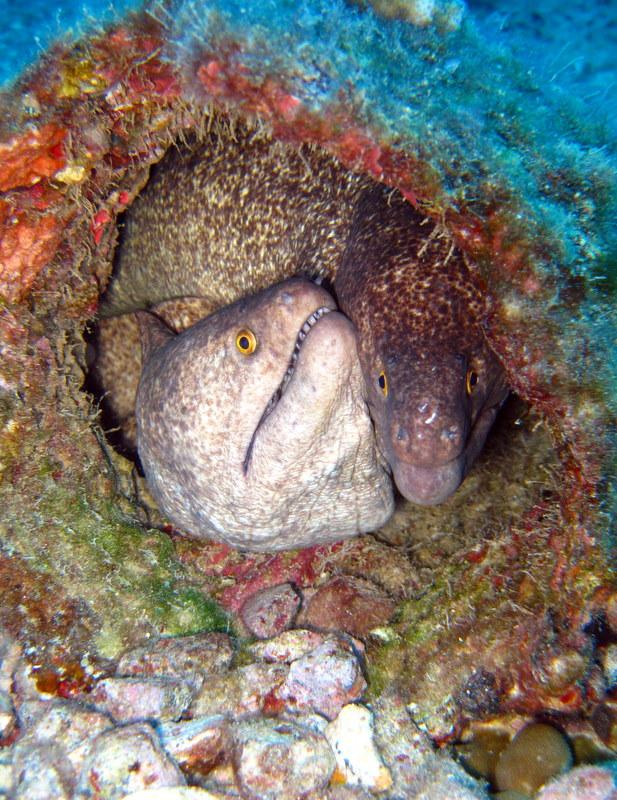 2 Moray Eels