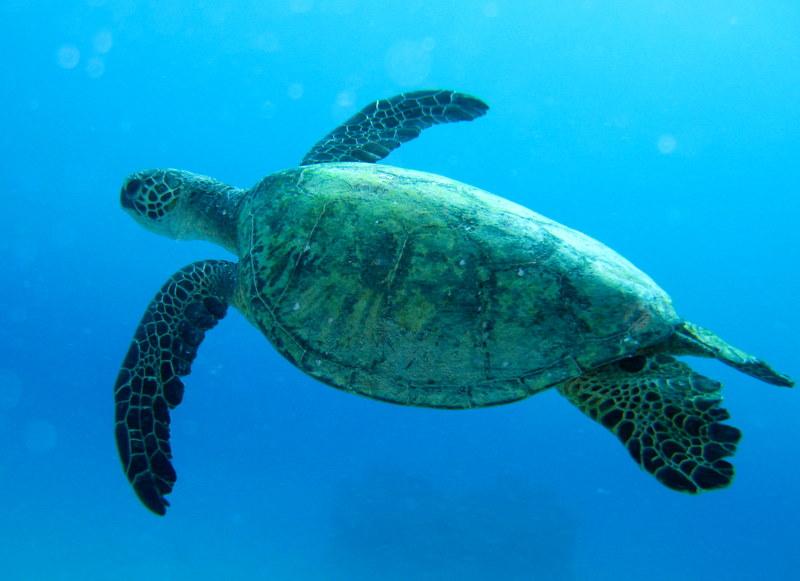 Honu <3