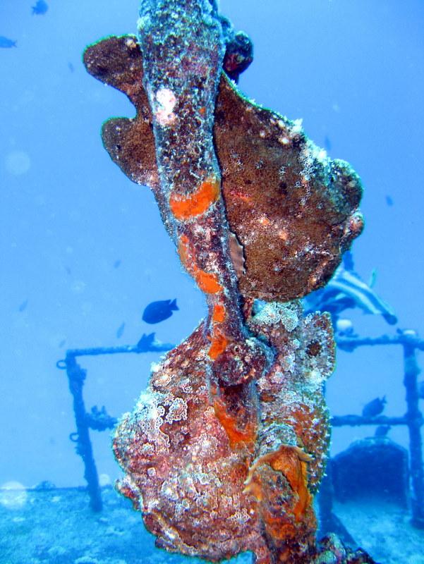 2 frogfish 