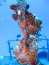 2 frogfish 