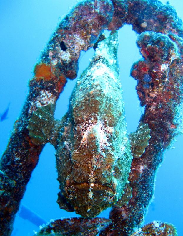 Frogfish