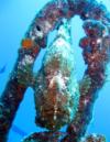 Frogfish