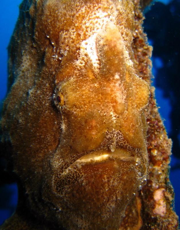 Frogfish