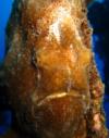 Frogfish