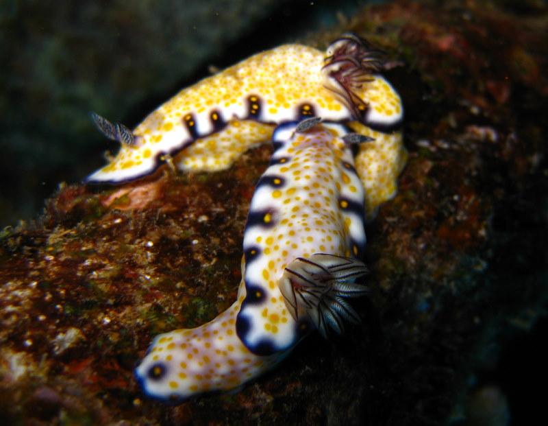 NUDI!