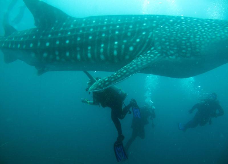 Me under a Whale Shark - Yomitan, Okinawa, Japan