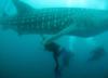Me under a Whale Shark - Yomitan, Okinawa, Japan