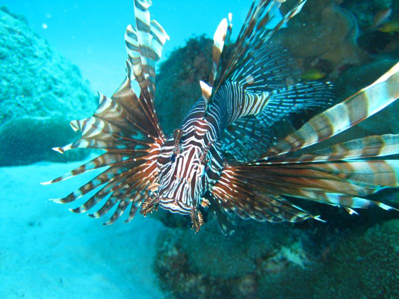 Lionfish of Ieshima