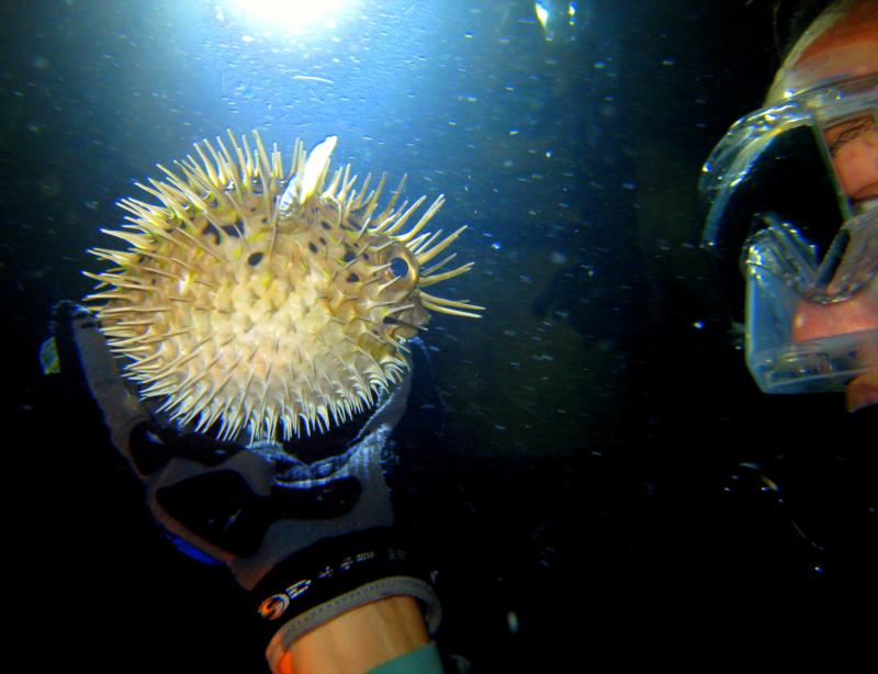 Me and the scared little Porcupine fish