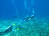 Molokini Reef