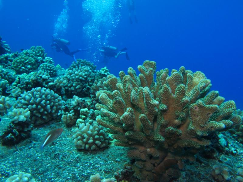 Molokini Coral