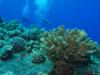 Molokini Coral
