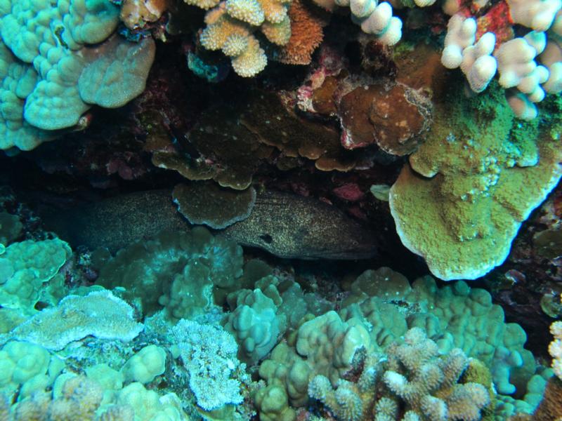 Eel
