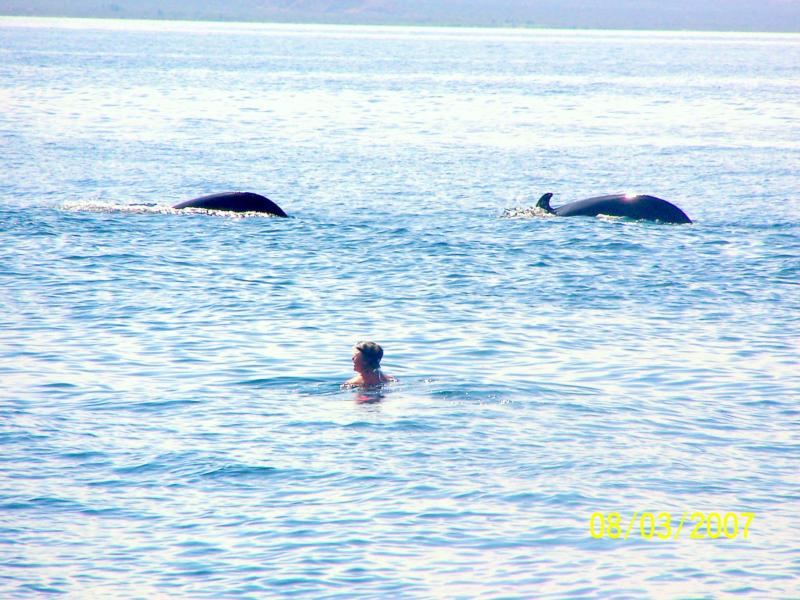 Swimming with Pilot Whales