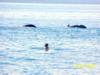 Swimming with Pilot Whales
