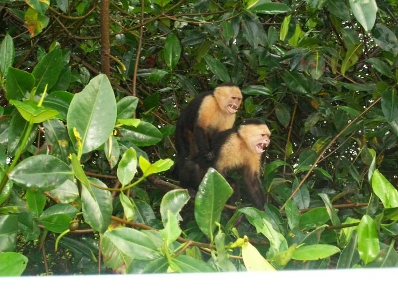 Costa Rica/White Face Monkeys