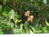 Costa Rica/White Face Monkeys