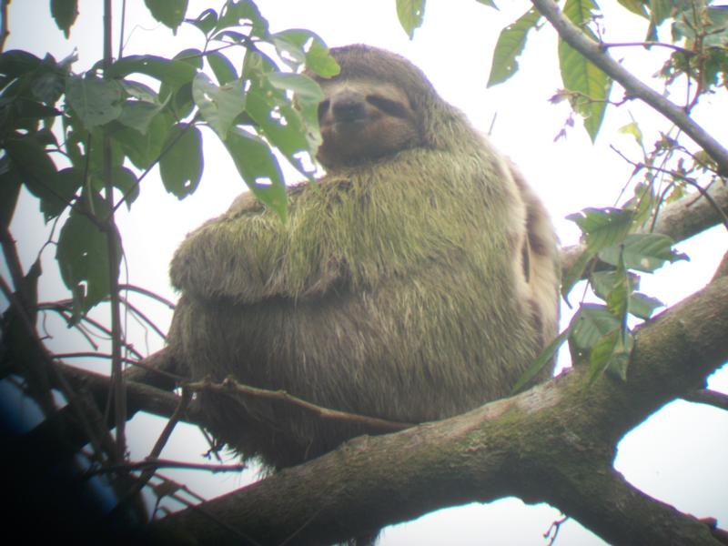 Costa Rica/3 Toe Sloth...