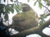 Costa Rica/3 Toe Sloth...