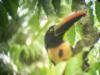 Costa Rica/ Rare Tucan.