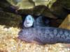 Ga. Aquarium/Wolf eels