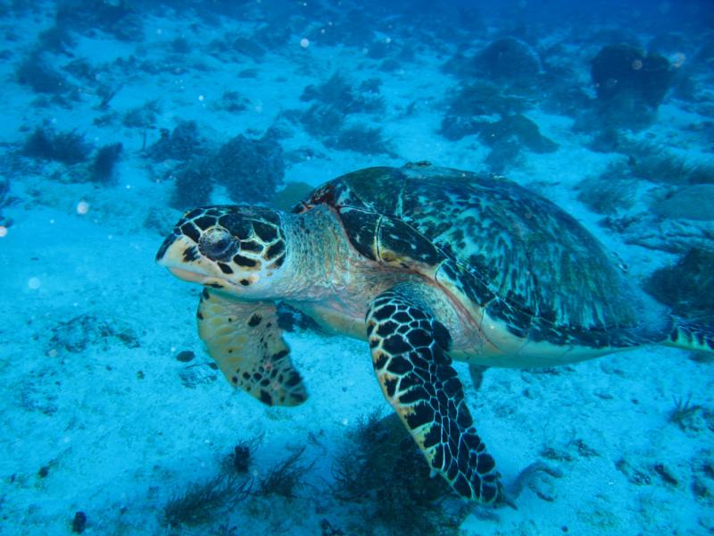 turtoga, playa del carmen