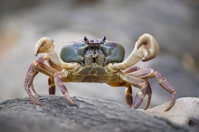 Crab