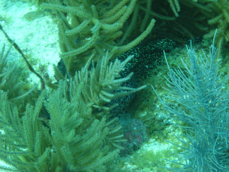 Eel in Key Largo, Florida