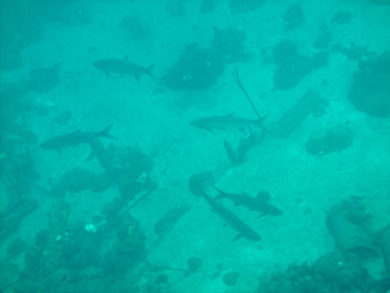 Tarpon near the car pile, Cuacao