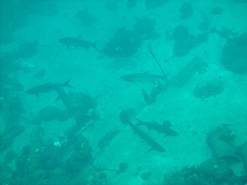 Tarpon near the car pile, Cuacao