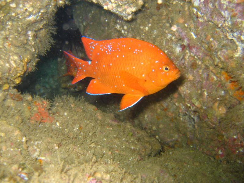 Garabaldi at Harbor Reef