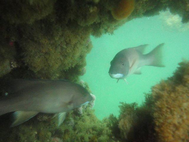 Sheepshead of P.V.