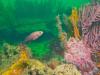 Fish on Landing Craft wreck