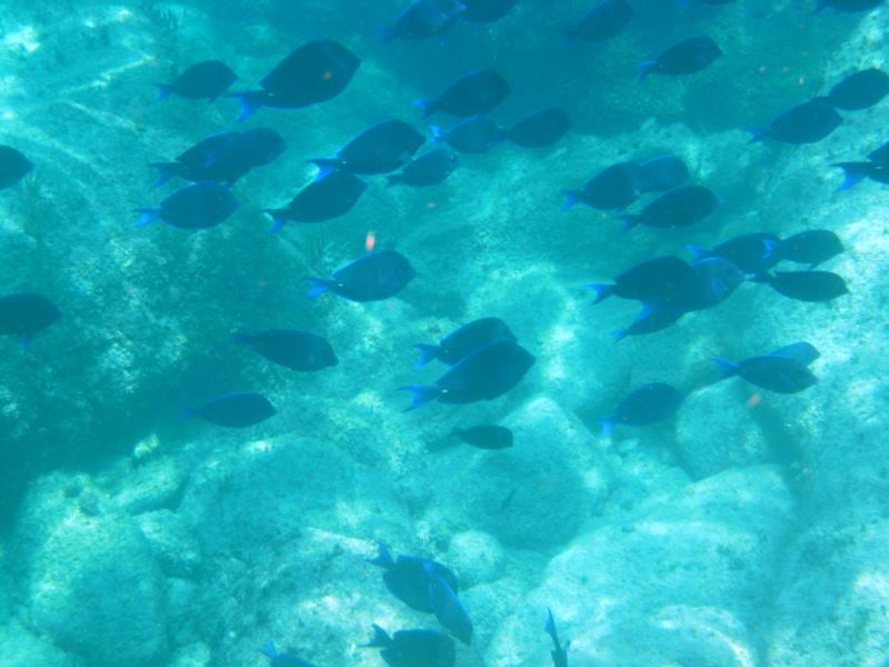 Paradise Cove, Grand Bahama Island, Bahamas