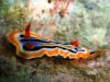 nudibranch