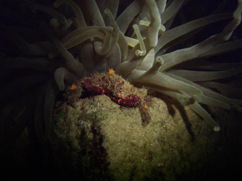 Speck-Claw Decorator Crab in Bonaire