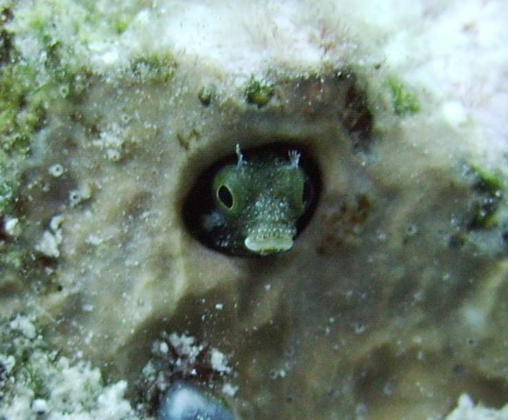 Secretary Blenny in Bonaire