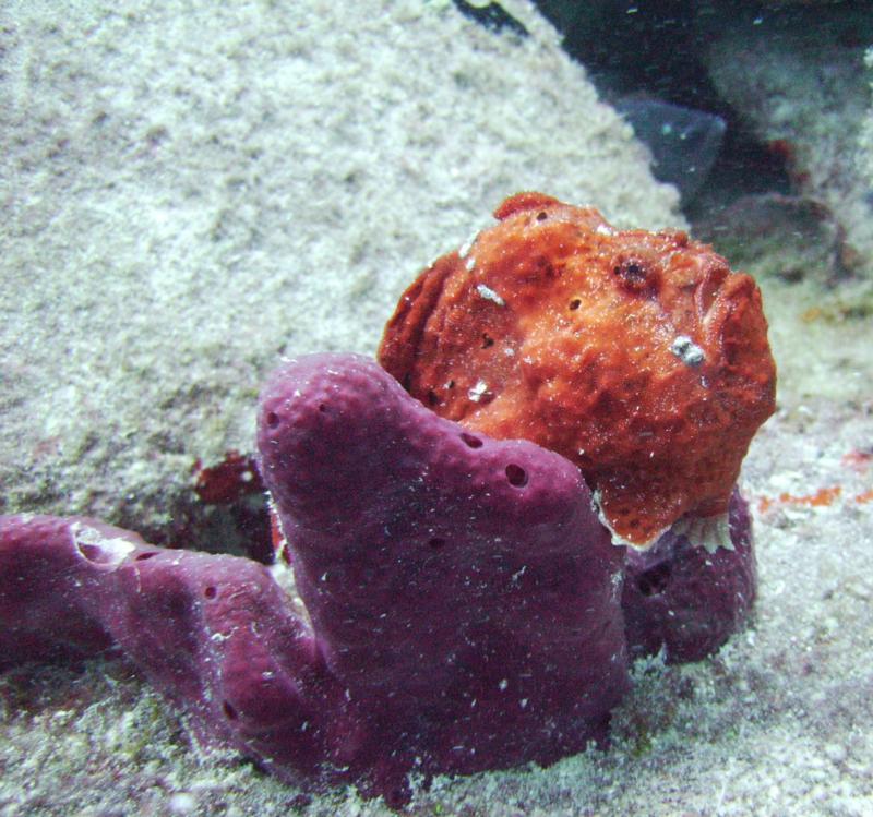 Frogfish in St. Croix