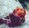 Frogfish in St. Croix