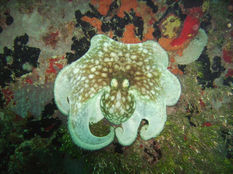 Common Octopus on Pier in St. Croix