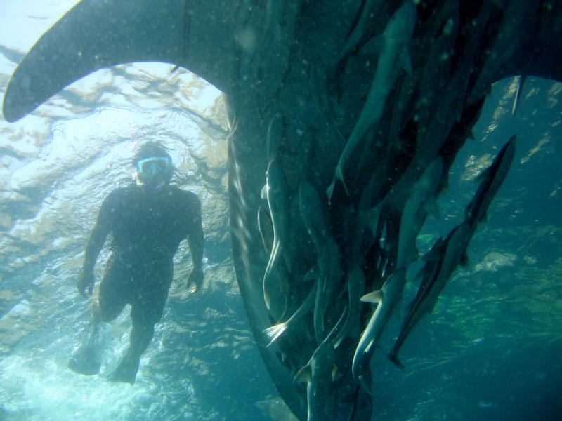 Diving in the Musandam