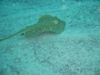 Blue spotted ray