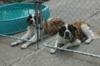 Echo & Allie, guardin’ their water dish...