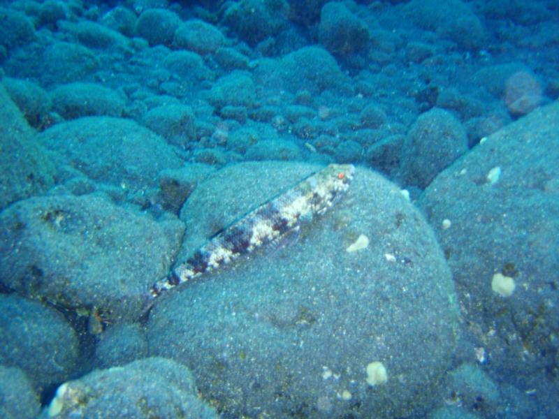 Lizard fish - Kona