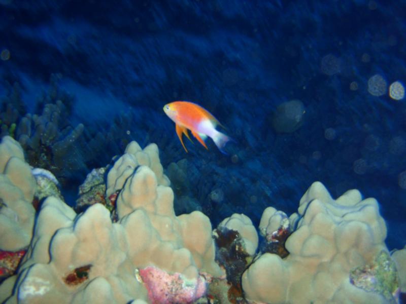 Longfin Anthias - Kona