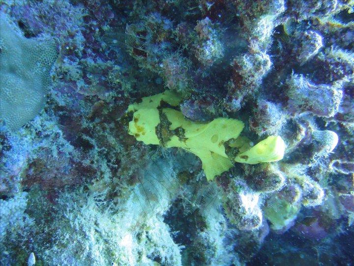 Frog Fish - Kona