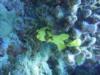 Frog Fish - Kona