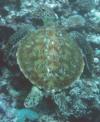 Hawkbill Turtle