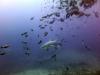 Shark Dive Fiji